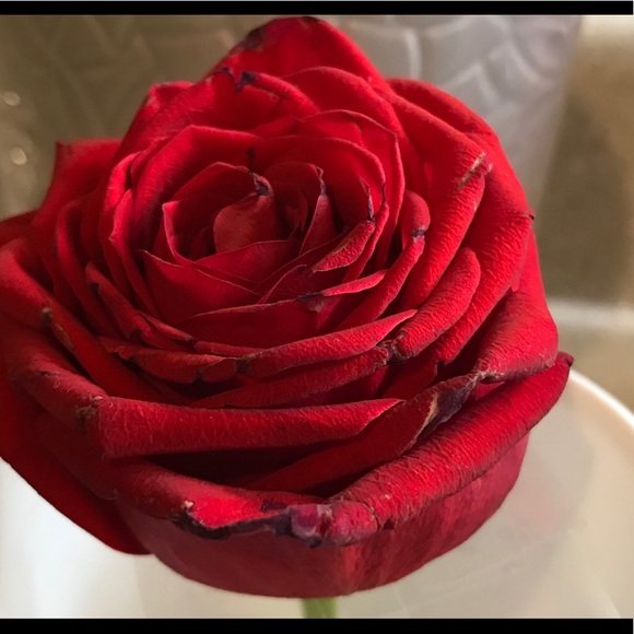 Meet your Posher, Bee - Picture 1 of 1